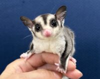 フクロモモンガの画像3