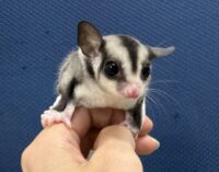 フクロモモンガの画像5