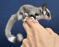 フクロモモンガの画像4