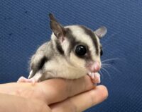 フクロモモンガの画像11