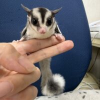 フクロモモンガの画像8