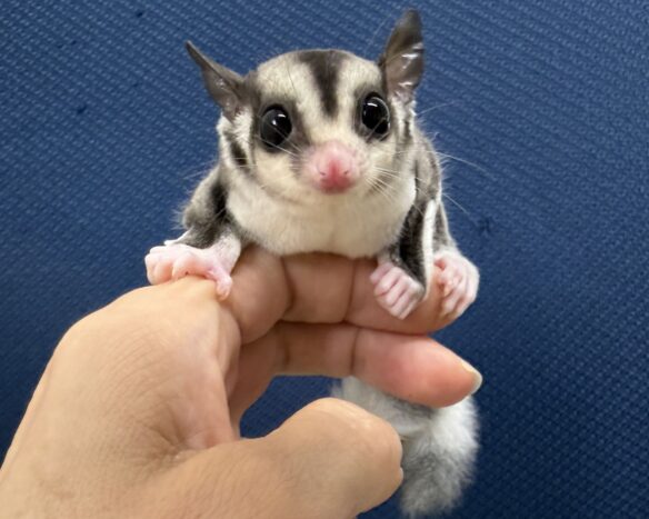 フクロモモンガのメイン画像