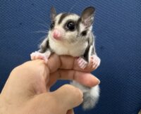 フクロモモンガの画像10