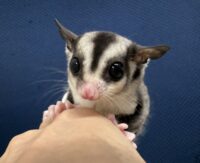フクロモモンガの画像2
