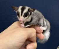 フクロモモンガの画像1