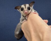 フクロモモンガの画像3