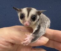 フクロモモンガの画像6