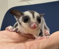 フクロモモンガの画像7