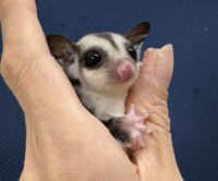 フクロモモンガの画像9