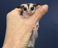フクロモモンガの画像11