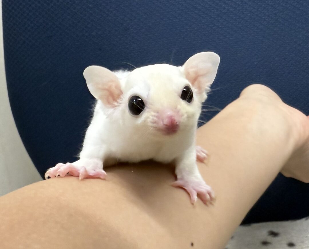 フクロモモンガのメイン画像