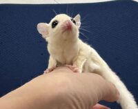 フクロモモンガの画像3