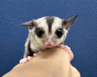 フクロモモンガの画像3