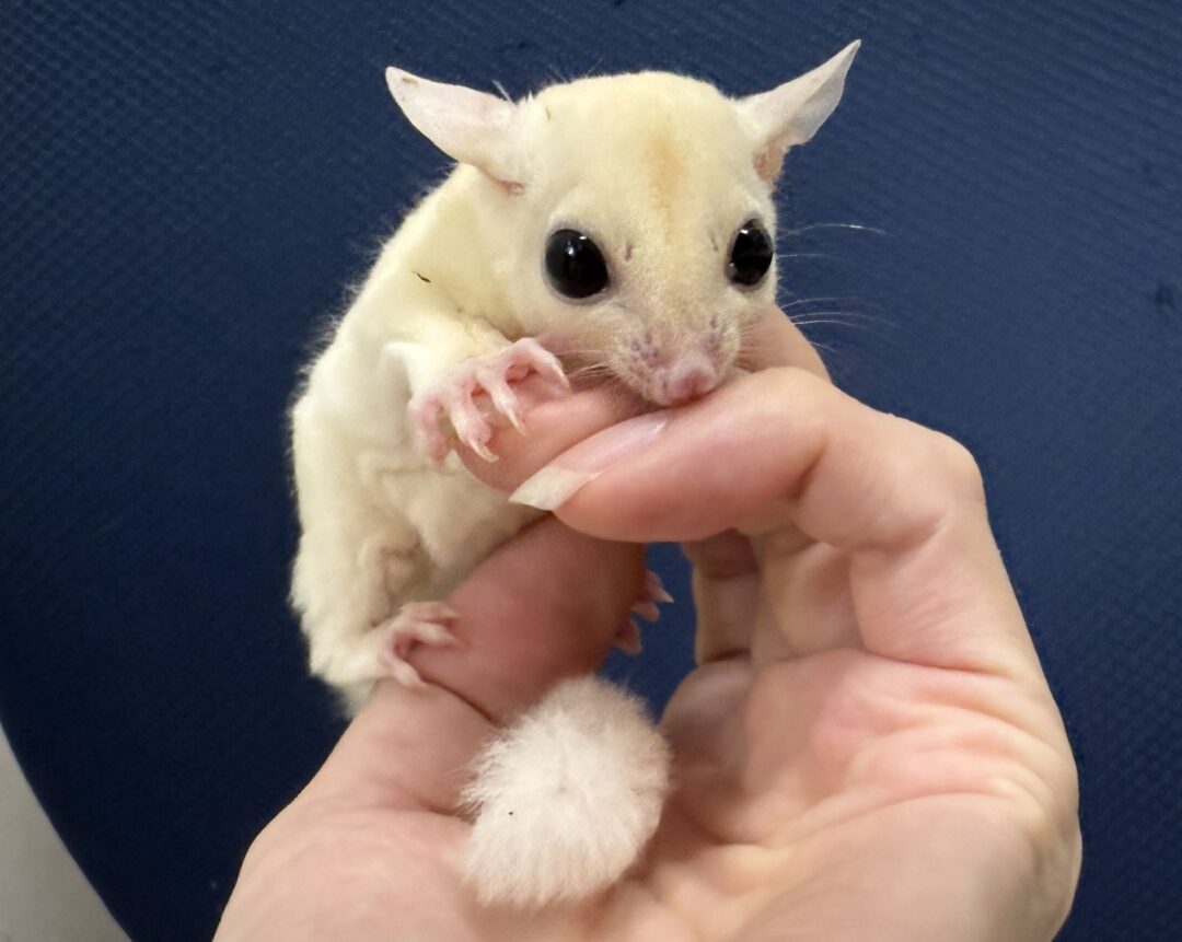 フクロモモンガ | ピュアアニマル