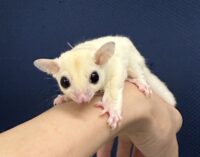 フクロモモンガの画像8