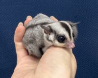フクロモモンガの画像10