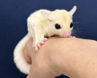 フクロモモンガの画像5