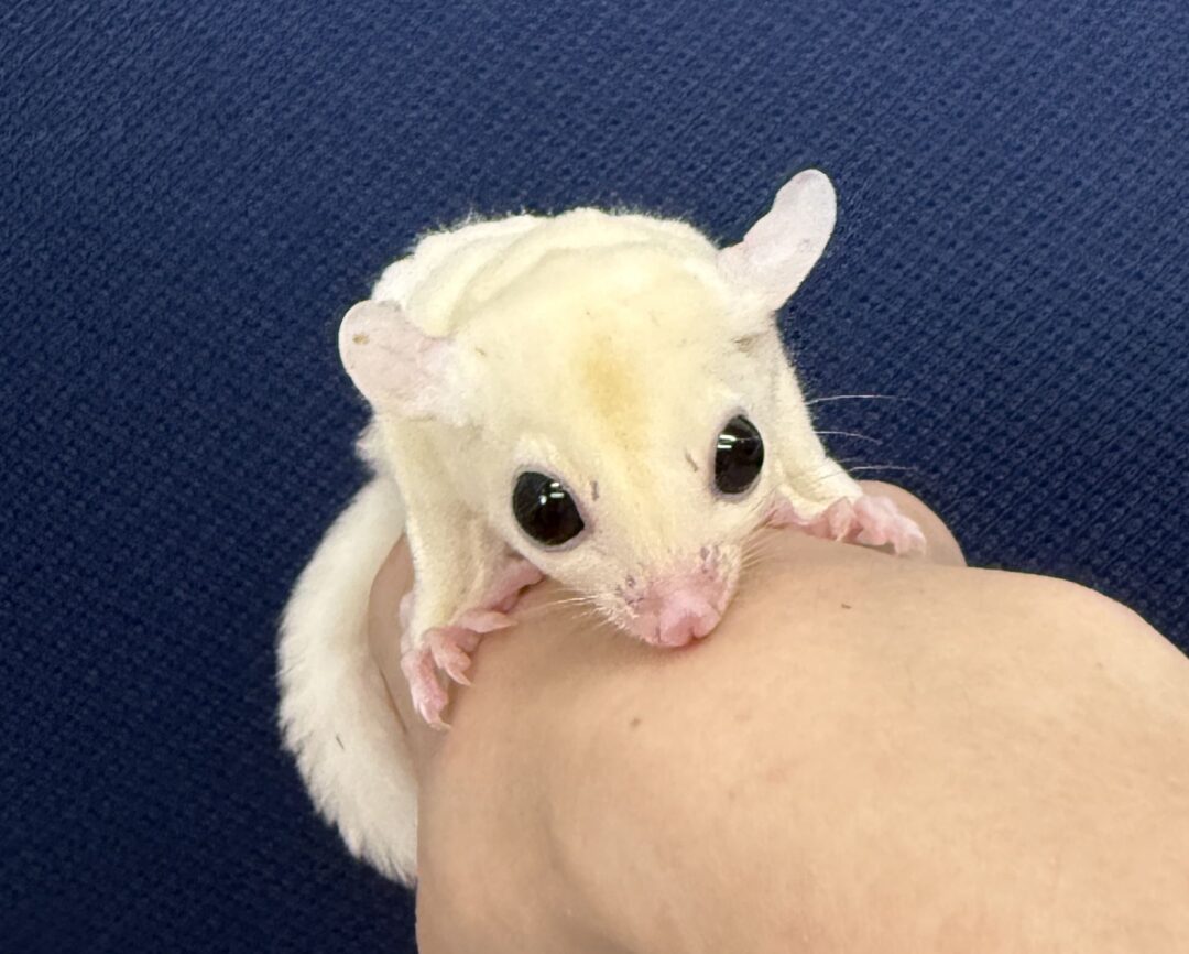 フクロモモンガ | ピュアアニマル