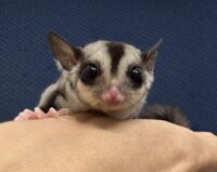 フクロモモンガの画像1