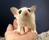 フクロモモンガの画像6