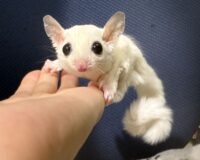 フクロモモンガの画像2