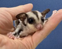 フクロモモンガの画像6
