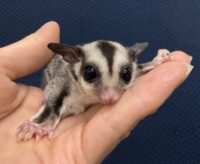 フクロモモンガの画像8