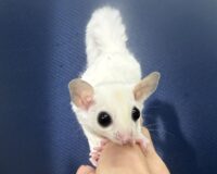 フクロモモンガの画像4
