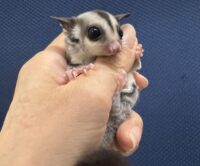 フクロモモンガの画像9