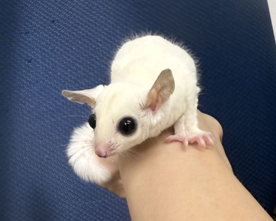 フクロモモンガ | ピュアアニマル