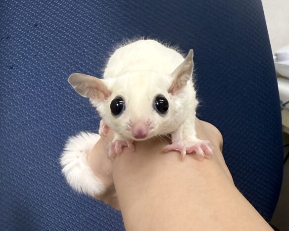 フクロモモンガのメイン画像