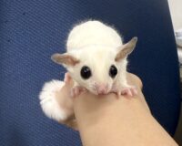フクロモモンガの画像3