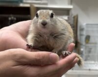 リチャードソンジリスの画像1
