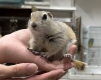 リチャードソンジリスの画像7
