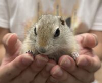 リチャードソンジリスの画像8