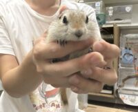 リチャードソンジリスの画像2