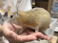 リチャードソンジリスの画像7