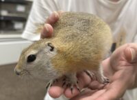 リチャードソンジリスの画像3