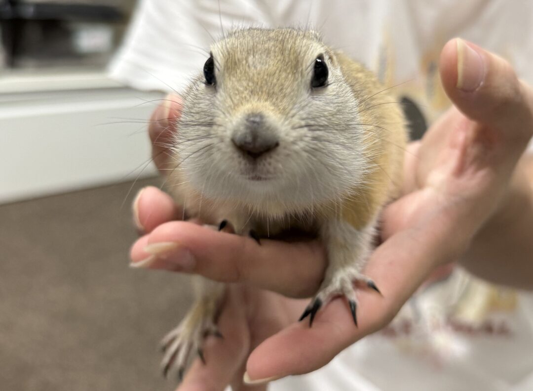 リチャードソンジリスのメイン画像