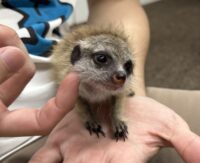 ミーアキャットベビー♀（2026年4月産まれ）超べた馴れ♪の画像11