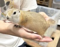 リチャードソンジリスの画像4