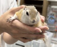 リチャードソンジリスの画像5