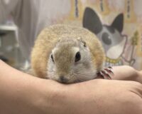 リチャードソンジリスの画像6