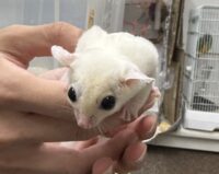 フクロモモンガの画像10