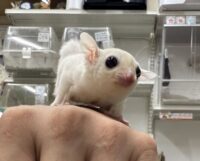 フクロモモンガの画像7