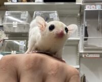 フクロモモンガの画像4