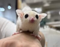 フクロモモンガの画像5
