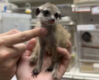 ミーアキャットベビー♀（2026年4月産まれ）超べた馴れ♪の画像5