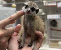 ミーアキャットベビー♀（2026年4月産まれ）超べた馴れ♪の画像4