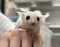 フクロモモンガの画像6